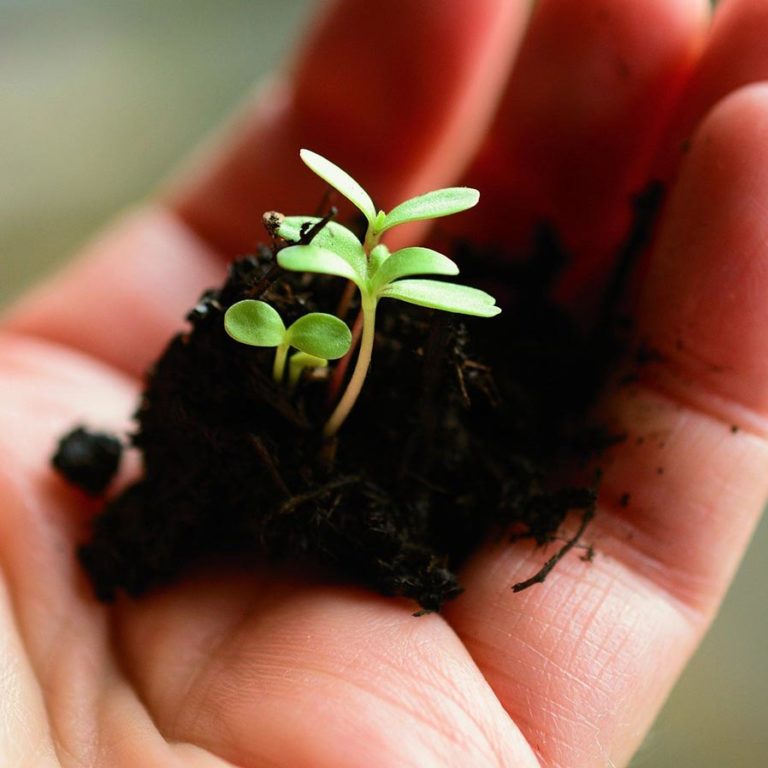 au-printemps-reveillez-vos-espaces-verts